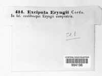 Excipula eryngii image